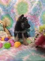 Asher, a male German Shepherd Dog for sale in Woodburn, IN – Photo 2 of 4