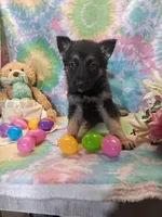 Asher, a male German Shepherd Dog for sale in Woodburn, IN – Photo 4 of 4