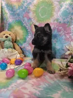 Asher, a male German Shepherd Dog for sale in Woodburn, IN – Photo 3 of 4