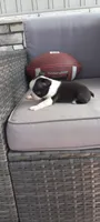 Benjie, a male Boston Terrier for sale in Woodburn, IN – 3 of 8