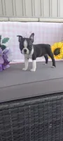 Alayna, a female Boston Terrier for sale in Woodburn, IN – 5 of 7