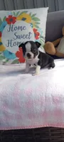Bella, a female Boston Terrier for sale in Woodburn, IN – 3 of 8