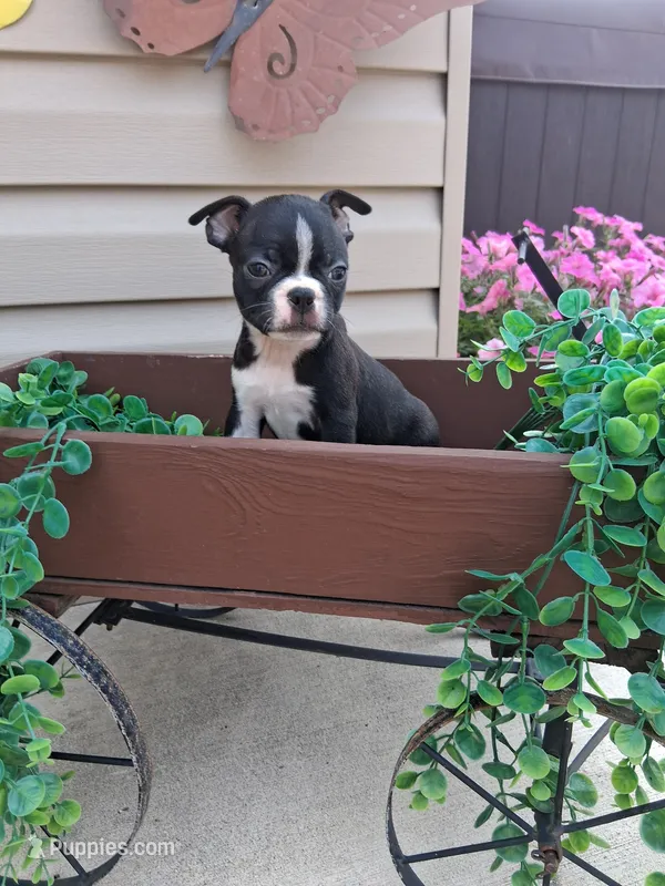 Lee – Boston Terrier puppy for sale in Woodburn, IN