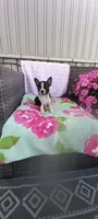 Brooke , a female Boston Terrier for sale in Woodburn, IN – 5 of 8