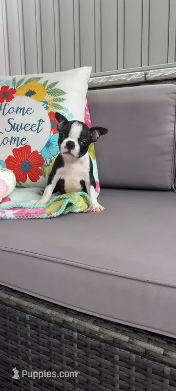 Alivia – Boston Terrier puppy for sale in Woodburn, IN