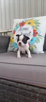 Buster, a male Boston Terrier for sale in Woodburn, IN – 3 of 7