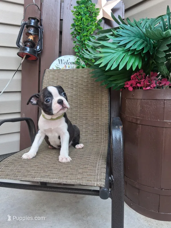 Logan – Boston Terrier puppy for sale in Woodburn, IN