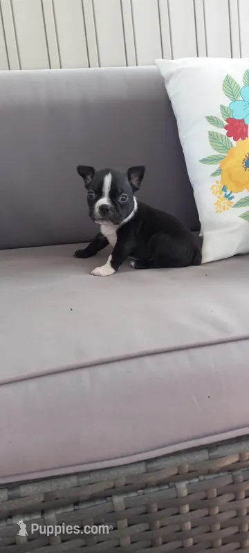 Buddy  – Boston Terrier puppy for sale in Woodburn, IN
