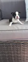 Benjie, a male Boston Terrier for sale in Woodburn, IN – 5 of 8