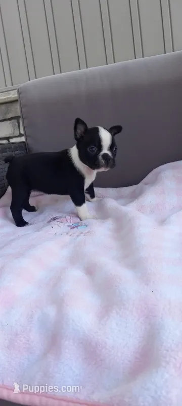Brylie – Boston Terrier puppy for sale in Woodburn, IN