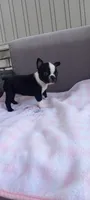 Brylie, a female Boston Terrier for sale in Woodburn, IN – 1 of 7