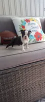 Benjie, a male Boston Terrier for sale in Woodburn, IN – 6 of 8