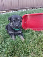 Jett, a male German Shepherd Dog for sale in Woodburn, IN – 3 of 3