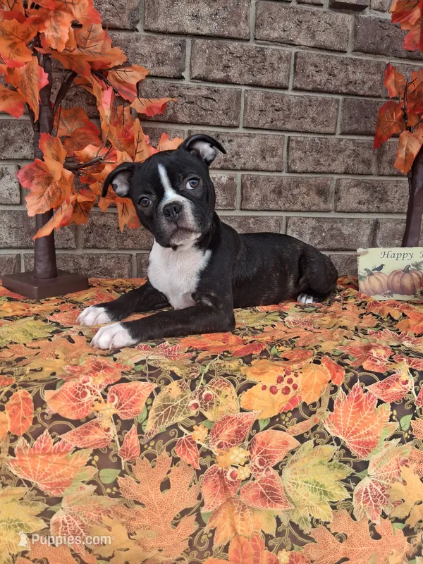 Lynn – Boston Terrier puppy for sale in Woodburn, IN
