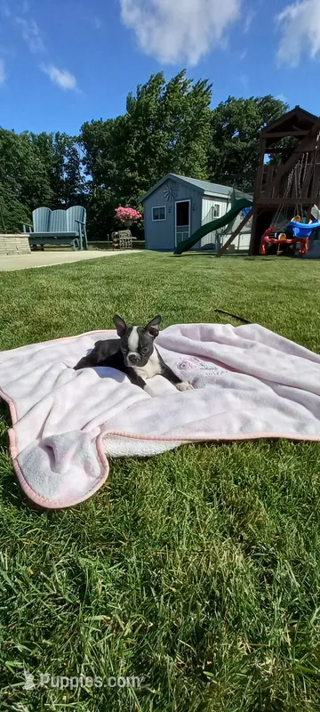 Brylie – Boston Terrier puppy for sale in Woodburn, IN