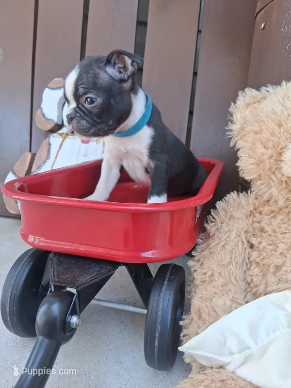 Leo – Boston Terrier puppy for sale in Woodburn, IN