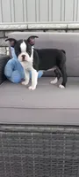 Benjie, a male Boston Terrier for sale in Woodburn, IN – 3 of 6