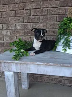 Lynn, a male Boston Terrier for sale in Woodburn, IN – 4 of 4