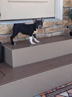 Lee, a male Boston Terrier for sale in Woodburn, IN – 2 of 5