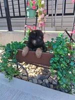 Jayla, a female German Shepherd Dog for sale in Woodburn, IN – 3 of 5