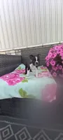 Brianna, a female Boston Terrier for sale in Woodburn, IN – 7 of 7