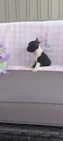 Alayna, a female Boston Terrier for sale in Woodburn, IN – 4 of 7