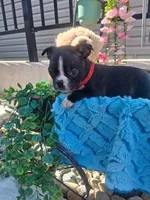 Lynn, a male Boston Terrier for sale in Woodburn, IN – 4 of 5