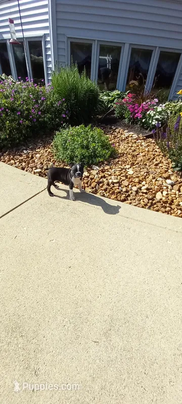 Brianna – Boston Terrier puppy for sale in Woodburn, IN