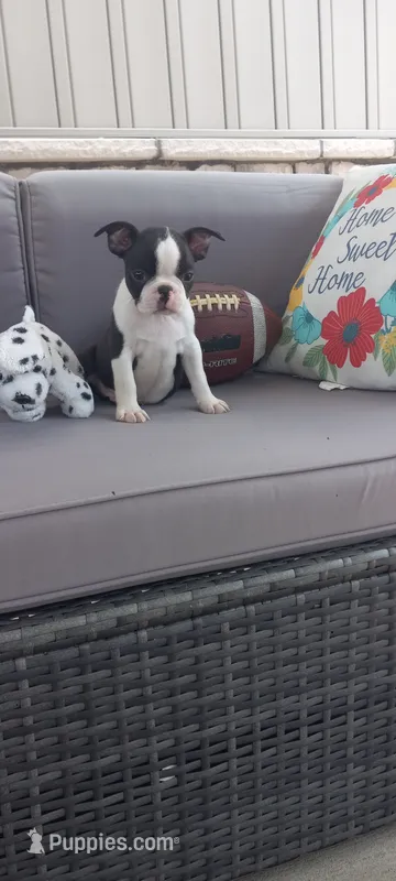 Benjie – Boston Terrier puppy for sale in Woodburn, IN