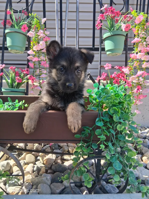 Jill – German Shepherd Dog puppy for sale in Woodburn, IN