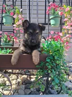 Jill, a female German Shepherd Dog for sale in Woodburn, IN – 1 of 4