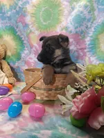 Ansley , a female German Shepherd Dog for sale in Woodburn, IN – Photo 2 of 2