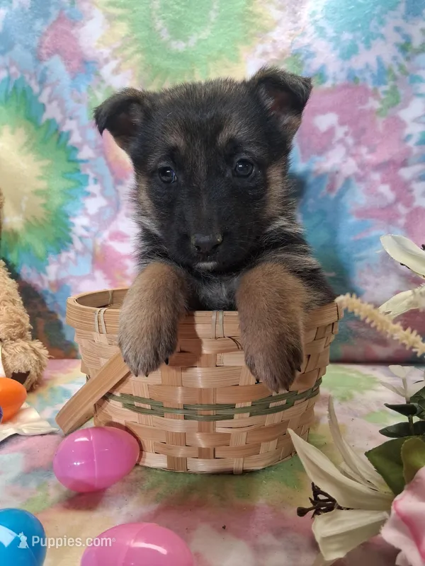 Ansley  – German Shepherd Dog puppy for sale in Woodburn, IN