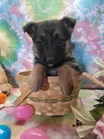 Ansley , a female German Shepherd Dog for sale in Woodburn, IN – Photo 1 of 2