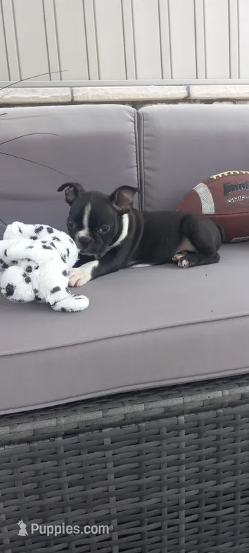Buddy  – Boston Terrier puppy for sale in Woodburn, IN