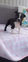 Brianna, a female Boston Terrier for sale in Woodburn, IN – 6 of 7