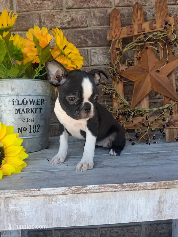 Lena – Boston Terrier puppy for sale in Woodburn, IN