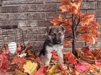 Lindsey , a female German Shepherd Dog for sale in Woodburn, IN – 2 of 5