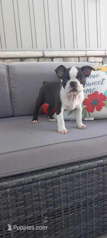 Buster – Boston Terrier puppy for sale in Woodburn, IN