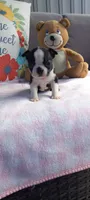 Bella, a female Boston Terrier for sale in Woodburn, IN – 2 of 8