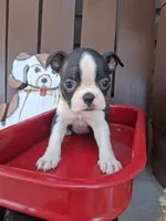 Logan, a male Boston Terrier for sale in Woodburn, IN – 2 of 5