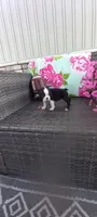 Benjie, a male Boston Terrier for sale in Woodburn, IN – 4 of 8