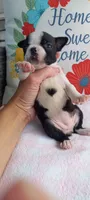 Brielle, a female Boston Terrier for sale in Woodburn, IN – 6 of 7