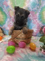 Angel , a female German Shepherd Dog for sale in Woodburn, IN – Photo 2 of 4