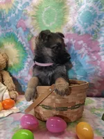 Angel , a female German Shepherd Dog for sale in Woodburn, IN – Photo 3 of 4