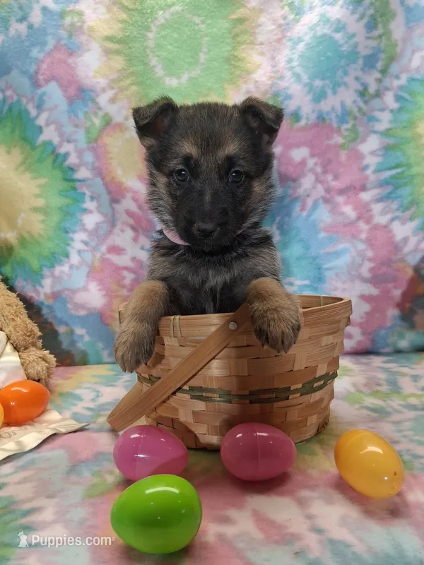 Angel  – German Shepherd Dog puppy for sale in Woodburn, IN