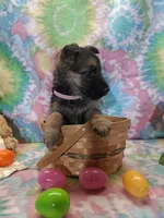 Angel , a female German Shepherd Dog for sale in Woodburn, IN – Photo 4 of 4