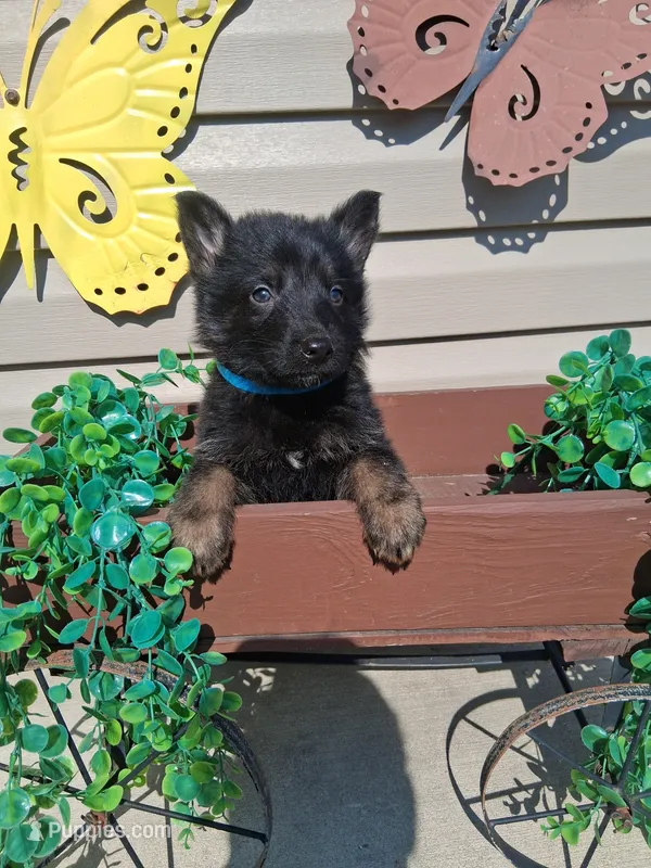 Jay – German Shepherd Dog puppy for sale in Woodburn, IN