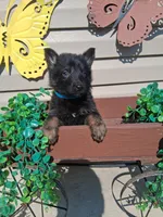 Jay, a male German Shepherd Dog for sale in Woodburn, IN – 1 of 4