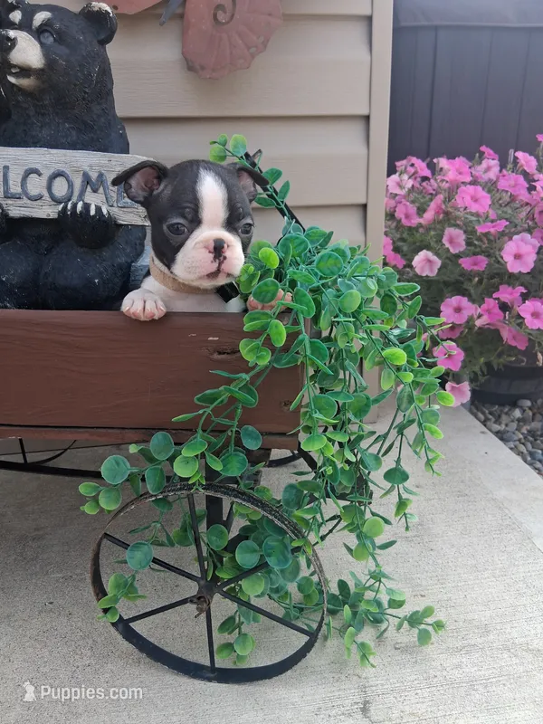 Livia – Boston Terrier puppy for sale in Woodburn, IN